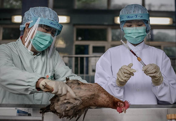 HONG KONG-CHINA-HEALTH-FLU-VIRUS-FILES